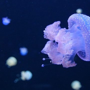 מלונות מומלצים בטנריף